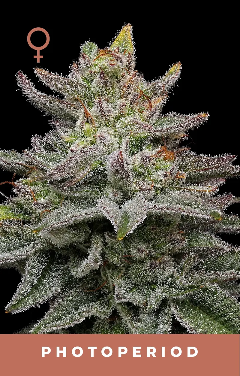 Blueberry Cupcake, Фасовка: 3, изображение 3